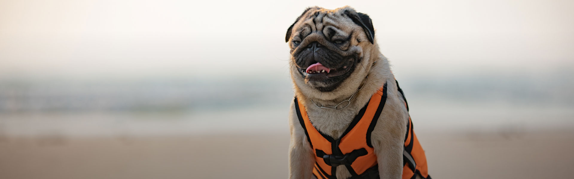 Replacement California Boater Card Drive a Boat USA