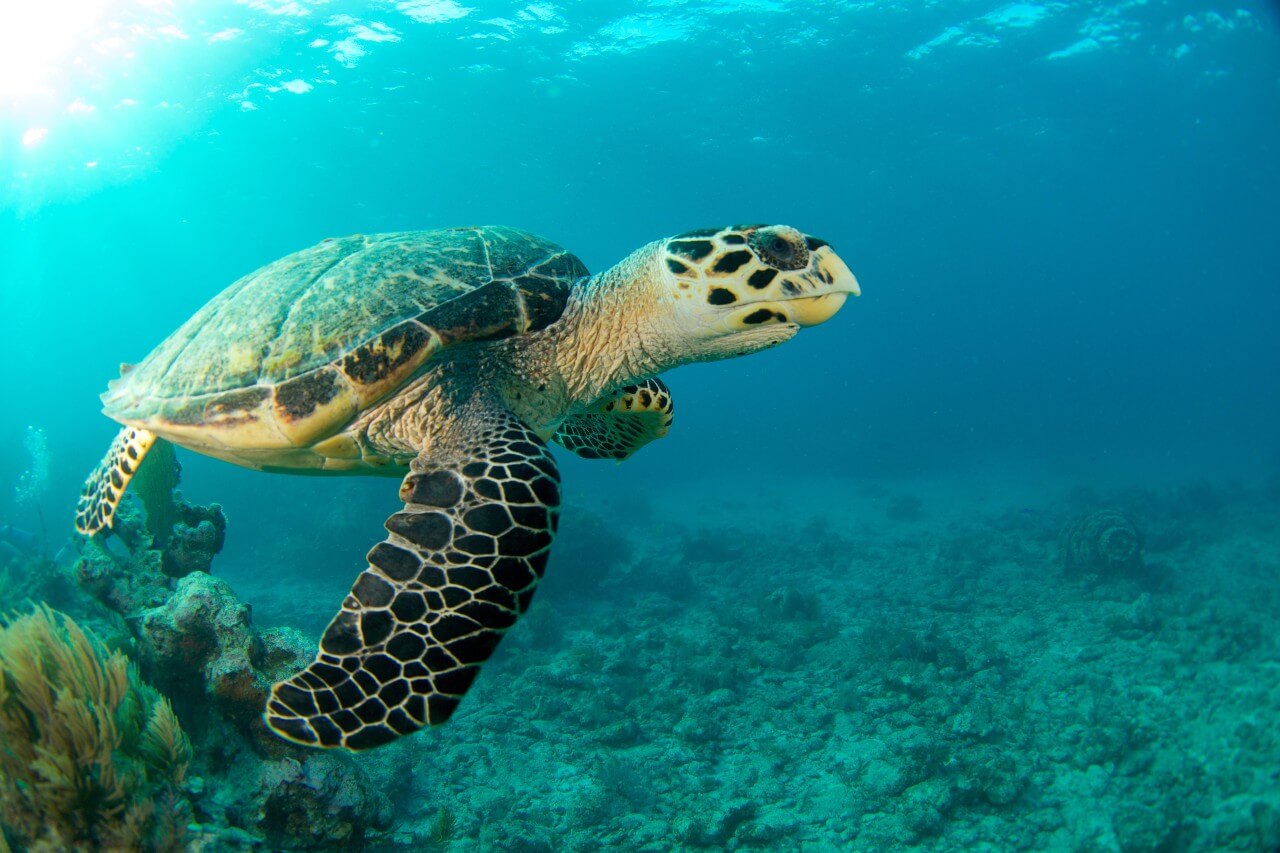 florida-marine-turtle-protection-laws-drive-a-boat-usa